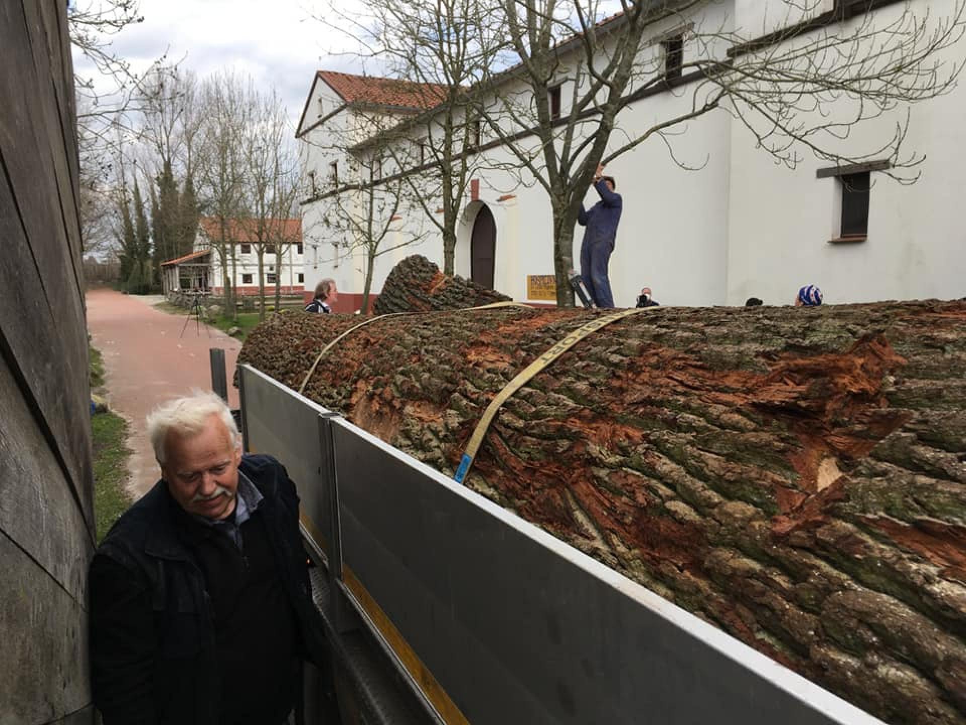 7000 Kilo eik uit de tijd van Bach